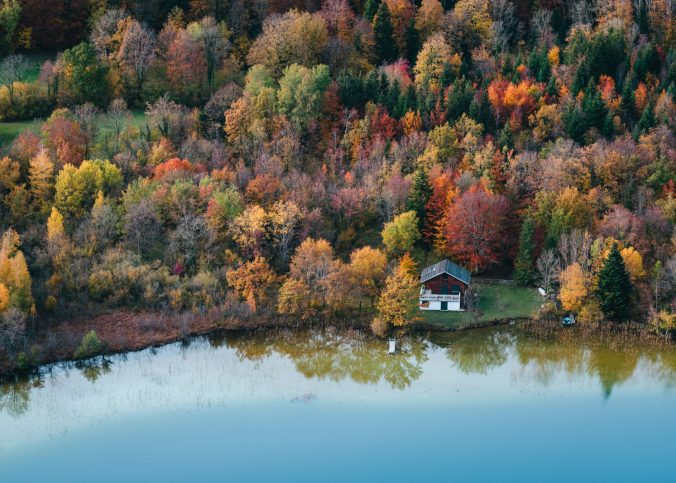 arbres verts et bruns au bord du lac