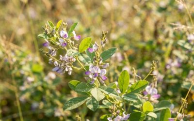 Desmodium
