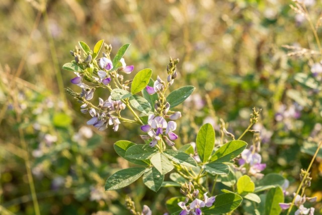 Desmodium