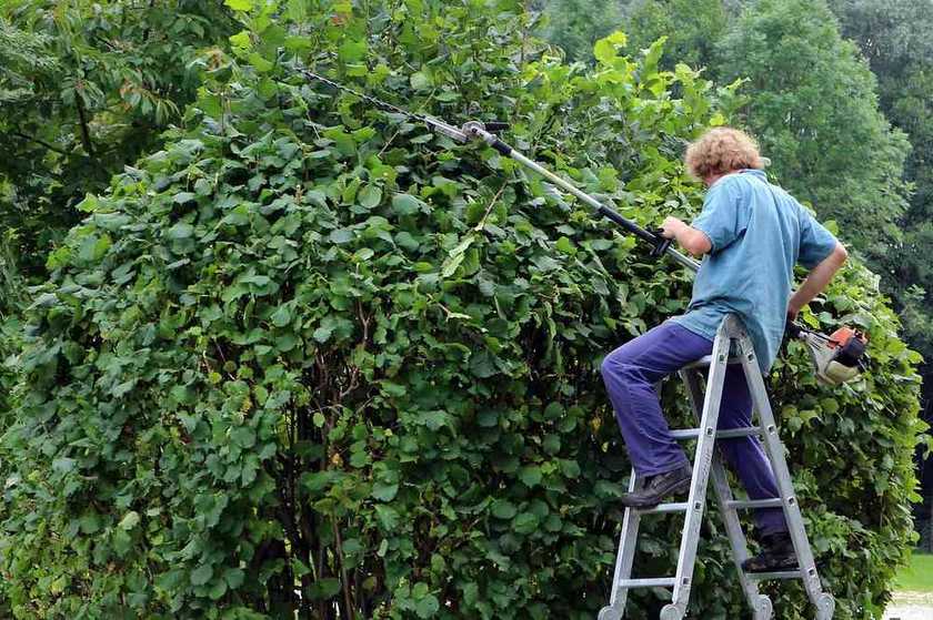 Un jardinier grimpe à une échelle pour tailler une haie dense Un jardinier grimpe à une échelle pour tailler une haie dense